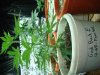 My grow 007.jpg