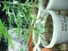 My grow 008.jpg