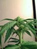 weed pics 6 010.jpg