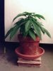 weed pics 6 059.jpg