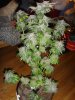 rollitup2.JPG