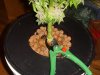 rollitup10.JPG