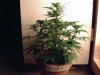 weed pics 8 011.jpg