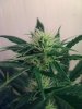 weed pics 8 014.jpg