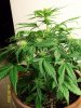 weed pics 8 054.jpg