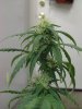 weed pics 8.1 005.jpg