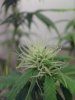 weed pics 8.1 007.jpg