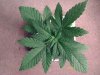 weed pics 8 048.jpg