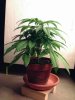 weed pics 8 041.jpg