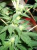 Strawberry-Cough-week-2-pic-1.jpg
