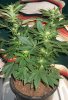 Strawberry-Cough-week-2-pic-3.jpg