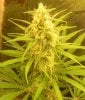 rhinowreck lst nugshot 5 weeks flowering.jpg