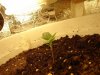 weed 001.jpg