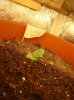 weed 002.jpg