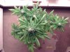 weed pics 9 048.jpg