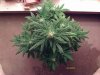 weed pics 9 057.jpg