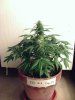 weed pics 9 065.jpg