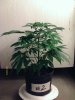 weed pics 9 085.jpg