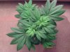 weed pics 9 086.jpg