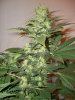 Strawberry-Cough3-2-15-10.jpg