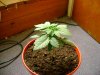Plant2##.jpg