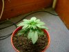 Plant3#.jpg