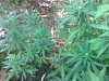 superlemon-feb16-outdoor-3.jpg