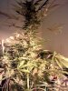 day64flush8.jpg