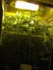 2010 grow 001.JPG