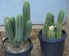 100_0193-San Pedro Cactus.jpg