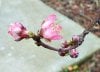 100_0195-Peach Blossoms.jpg