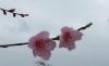 100_0212-Peach Blossoms.jpg