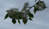 100_0216-Pear Blossoms.jpg