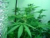 flowering 19 days 002.jpg