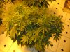 sativas start week three of twelve twelve 002.JPG