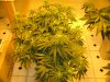 sativas start week three of twelve twelve 003.JPG