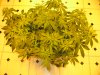 sativas start week three of twelve twelve 007.JPG