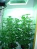 flowering 24 days 001.jpg