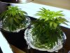 cfl grow and drip system 026.jpg