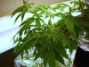 cfl grow and drip system 024.jpg
