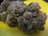 purple diesel and blackberry kush 014.jpg