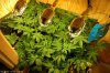 growcloset8mar10.jpg