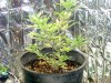 2010 grow #1 020.jpg