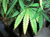 weed 002.jpg
