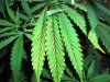 weed 003.jpg