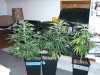 weed 008.jpg