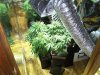 weed 010.jpg
