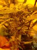 rusty-crutch-albums-closet-grower-picture113147-few-weeks-into-flowering.jpg