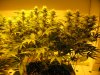 sativa dominant start of week five flowering 007.JPG