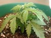 day 18 - plant 1.jpg